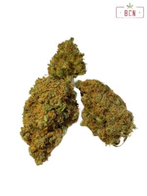 Buy BCN Critical XXL